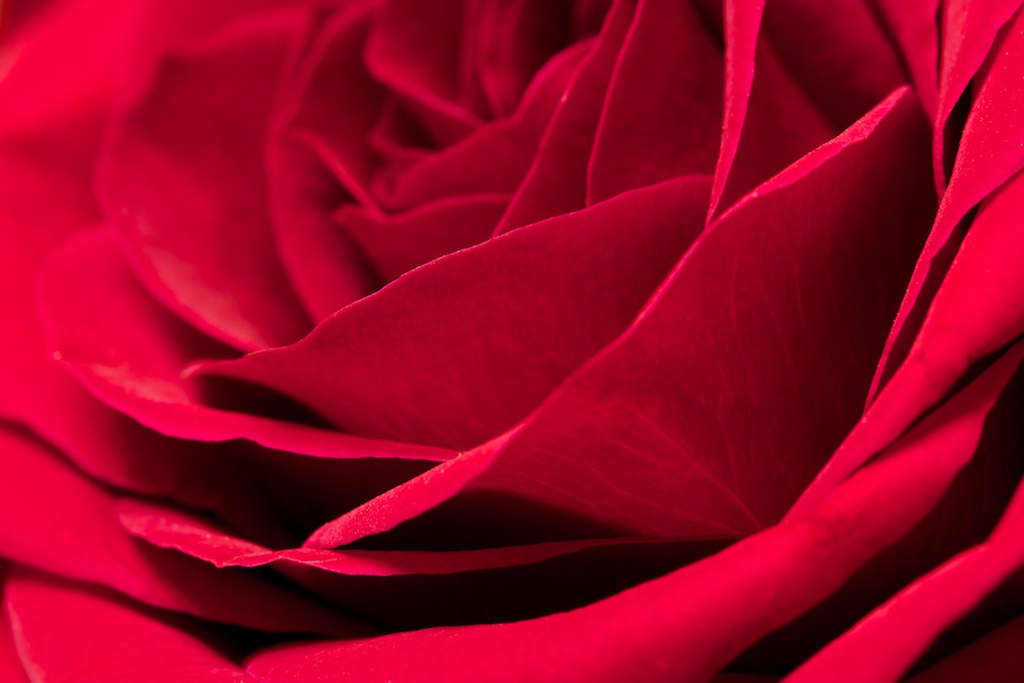 Red Rose Petals